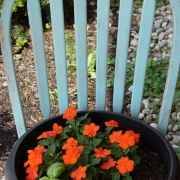 Black potting planter is filled with black earth, green leaves and little bright red flowers. The planter is sitting on a chair that has light green rungs at the back. Through the spaces between the chair rungs the background behind the planter is filled with tiny grey landscaping rocks, green plants and mulch.