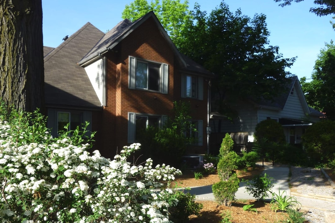 Brown brick, 2 story house with white shutters, white floral bush in the front and a big green tree in the backyard.